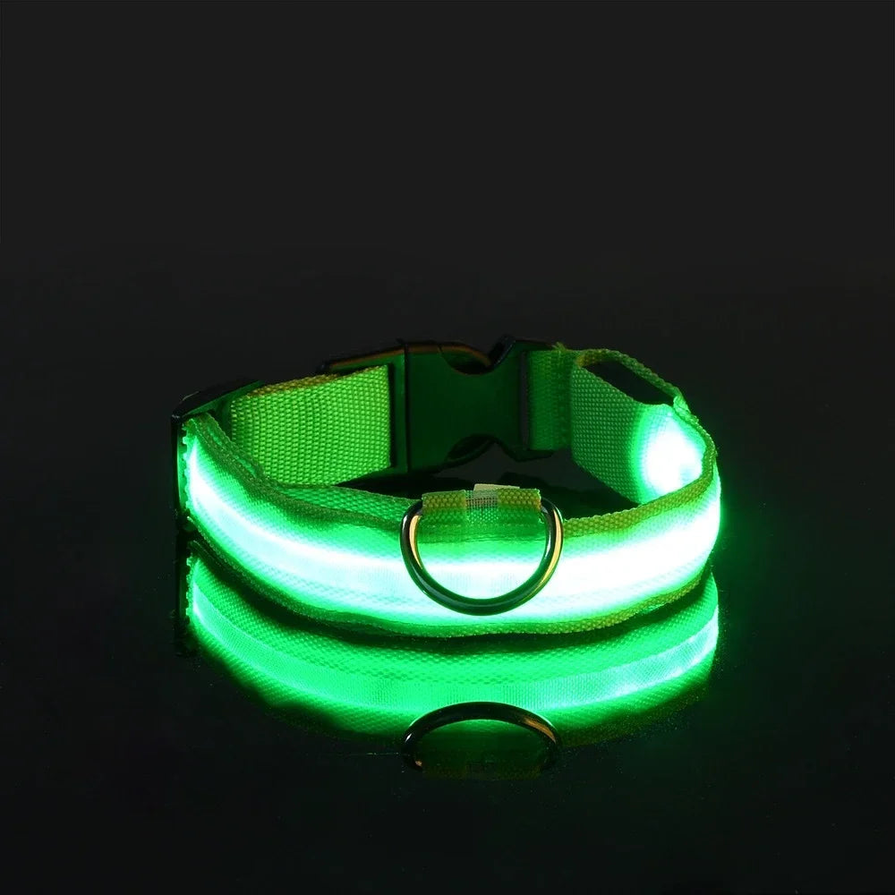 Collier LED lumineux pour chien