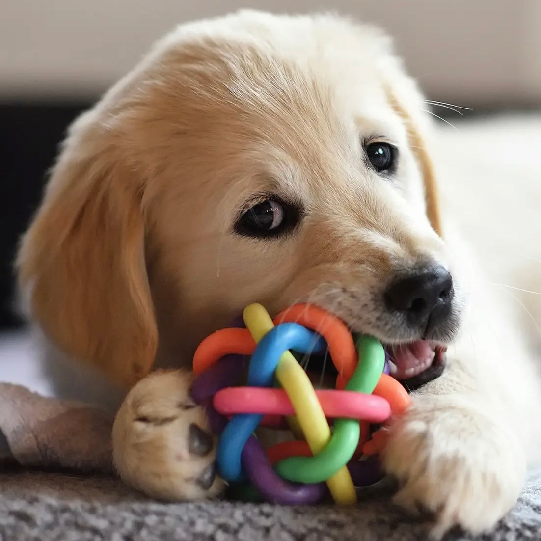 Jouets pour chiens