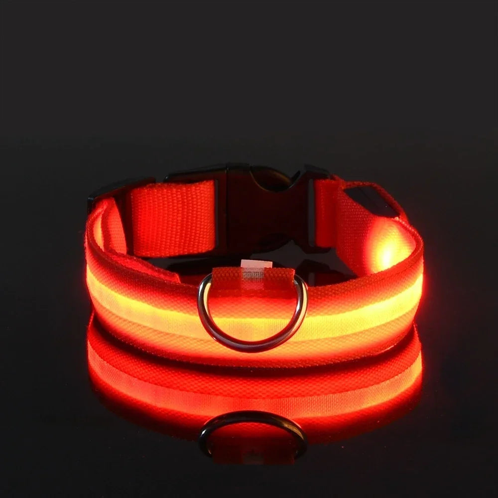 Collier LED lumineux pour chien