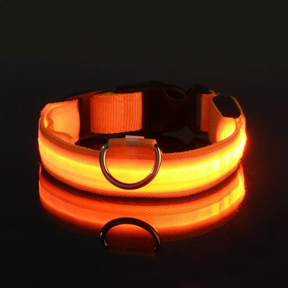Collier LED lumineux pour chien