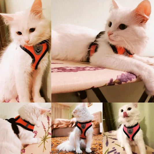 Harnais gilet ajustable pour chat et chien