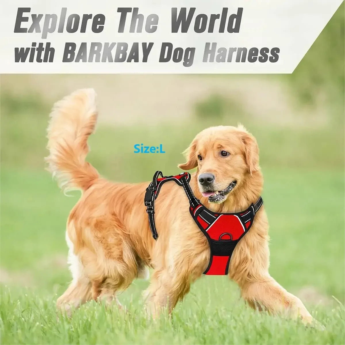 Harnais et laisse en cuir pour chien